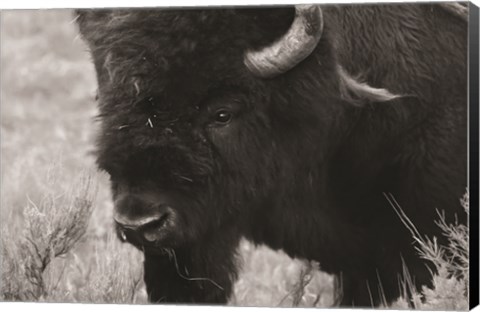 Framed Yellowstone Bison Print