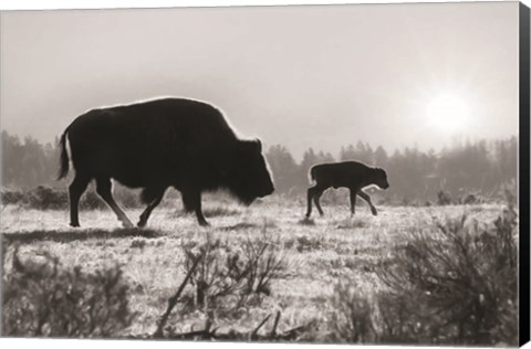 Framed Lamar Valley Migration Print