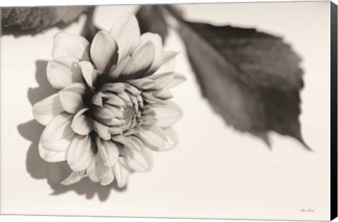 Framed White Dahlia I Print