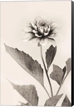 Framed White Dahlia II Print