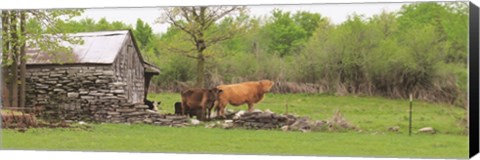 Framed Country Cows Print