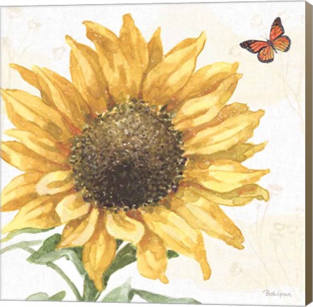 Framed Sunflower Splendor IX Print