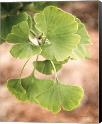 Framed Sprouting Ginkgo IV Print