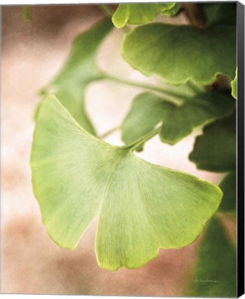 Framed Sprouting Ginkgo III Print