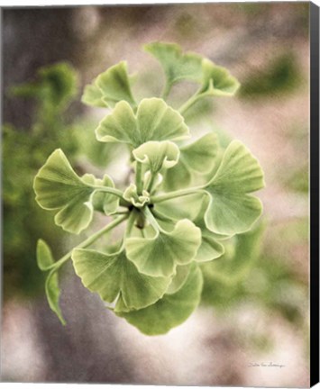 Framed Sprouting Ginkgo II Print