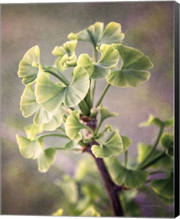 Framed Sprouting Ginkgo I Print