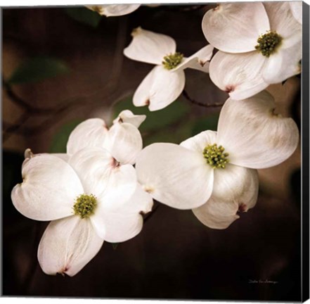 Framed White Dogwood III Print