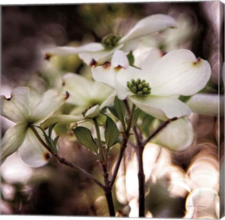 Framed White Dogwood II Print