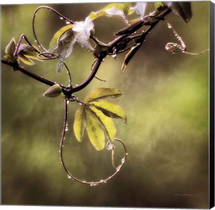 Framed Passion Flower Vine I Print