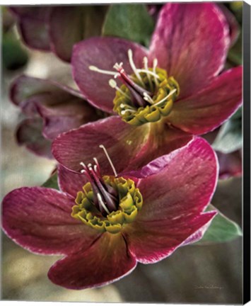 Framed Lenton Rose V Print