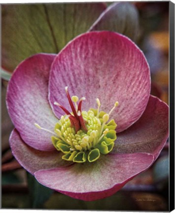 Framed Lenton Rose IV Print