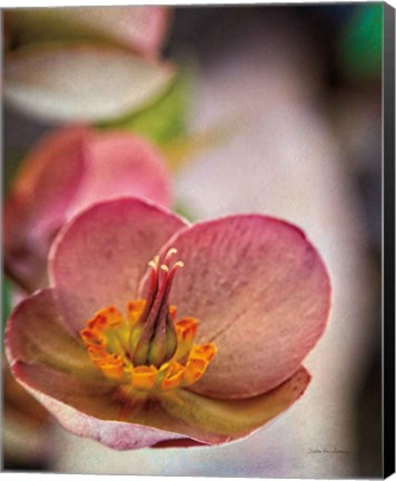 Framed Lenton Rose III Print