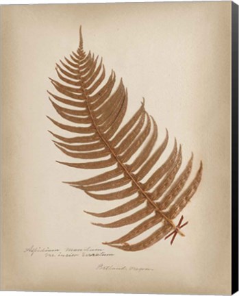 Framed Ferns in Book V Burgundy Print