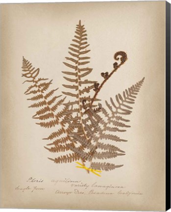 Framed Ferns in Book IV Print