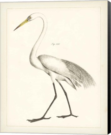 Framed Vintage Heron II Print