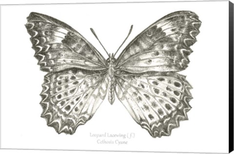 Framed Butterfly Sketch landscape I Print