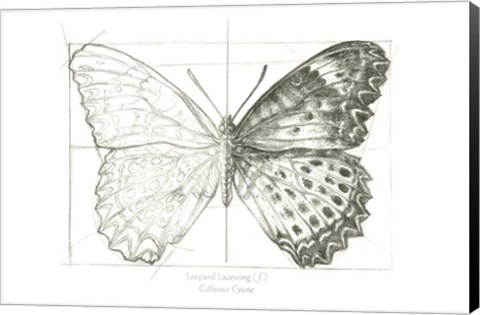 Framed Butterfly Sketch landscape II Print