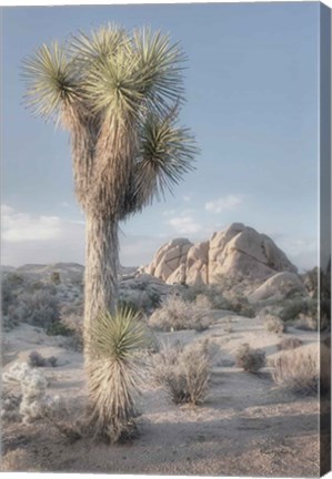 Framed Joshua Tree National Park I Print