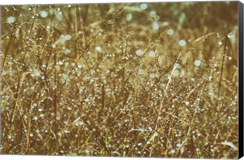 Framed Dew on Grasses Print