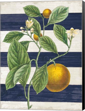 Framed Classic Citrus VI Navy Shiplap NW Print