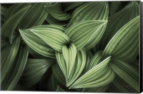 Framed Corn Lily II Print