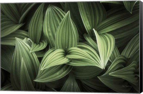 Framed Corn Lily I Print