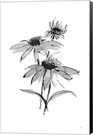 Framed Wash Echinacea II Print