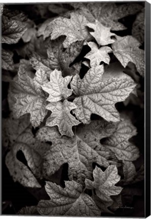 Framed Hydrangea Leaves in Black and White Print