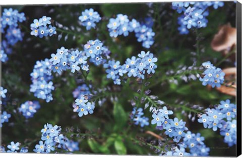 Framed Forget Me Nots IV Print