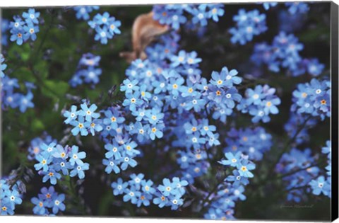 Framed Forget Me Nots III Print