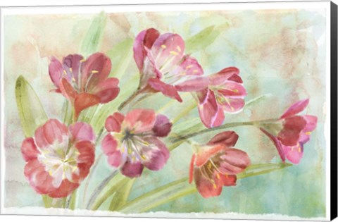 Framed Bowing Clevia Print