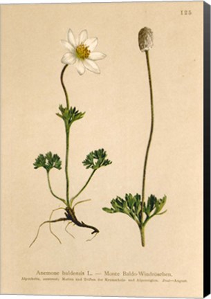 Framed Anemone Baldensis Print