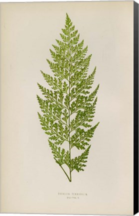 Framed Davallia Tenuifolia Print