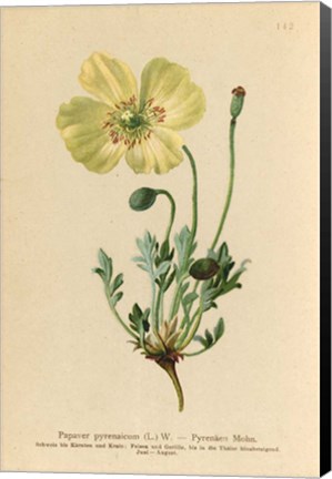 Framed Papaver Pyrenaicum Print