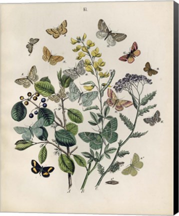 Framed Papillion - Butterflies Print