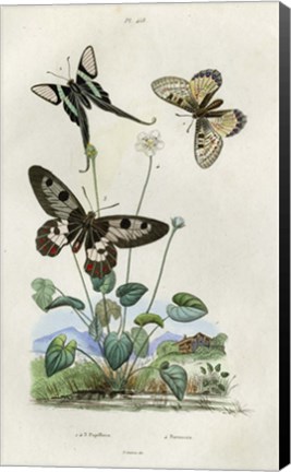 Framed Papillons - Parnassie Print