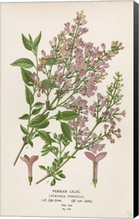Framed Persian Lilac Print