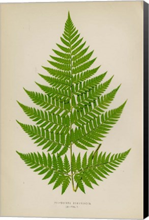 Framed Polybotrya Osmundacea Print