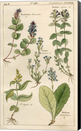 Framed Scrophularineae Print