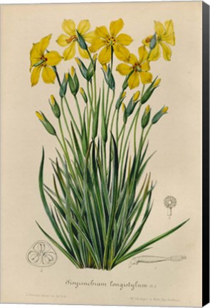 Framed Sisyrinchium Longistylum Print