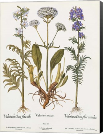 Framed Valeriana Print