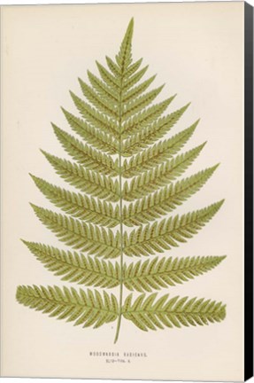 Framed Woodwardia Radicans Print
