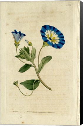 Framed Blue Flower Print