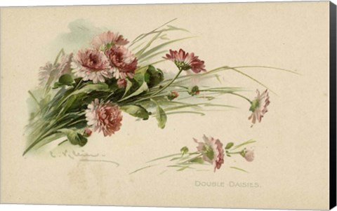 Framed Double Daisies Color Print