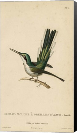 Framed Oiseau-Mouche A Oreilles D&#39;Azur Print