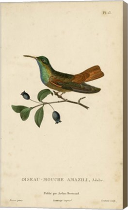 Framed Oiseau-Mouche Amazili Print