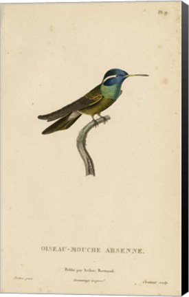 Framed Oiseau-Mouche Arsenne Print