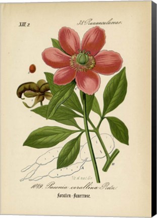 Framed Paeonia Corallina Print