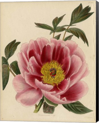 Framed Paeonia Montan Print