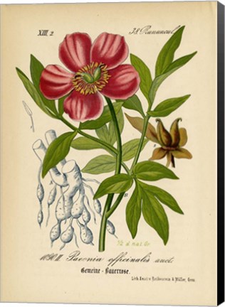 Framed Paeonia Officinalis Print
